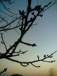 c0026594_23303654.jpg