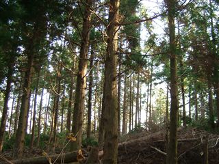 e0002820_21233130.jpg