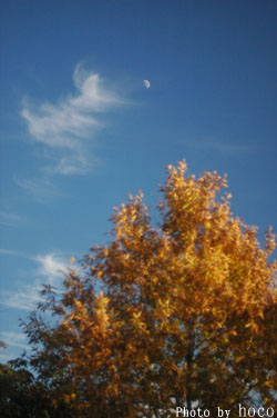 d0059252_16293216.jpg