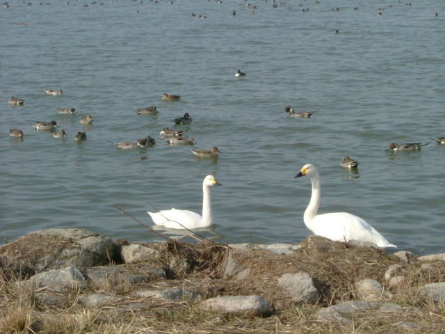 b0055171_1013576.jpg