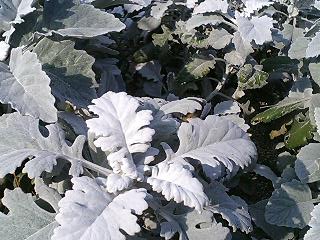 e0026017_22112250.jpg