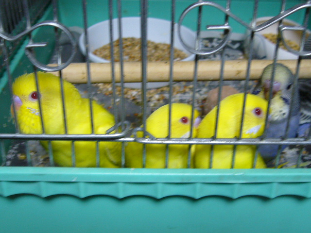 c0063795_20561412.jpg
