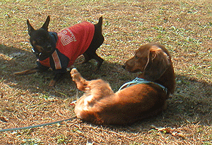 c0012571_1036855.gif