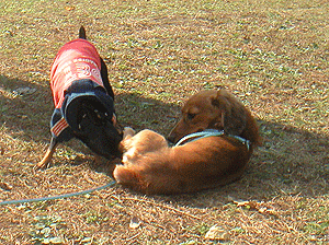 c0012571_1037750.gif
