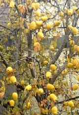 c0000093_14382419.jpg