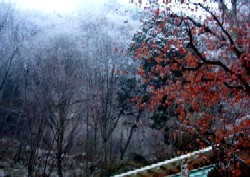 c0000093_14401256.jpg