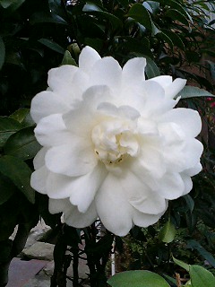e0026017_2157545.jpg
