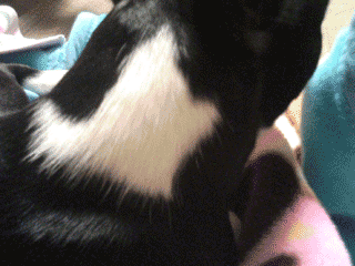 e0080117_1948118.gif