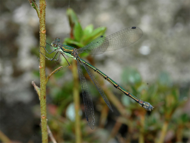 d0009773_94103.jpg