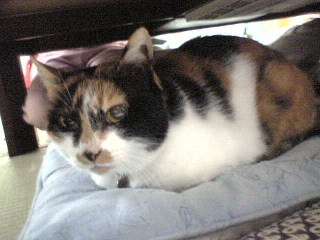 c0003217_0481585.jpg