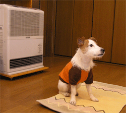 b0065067_243058.gif