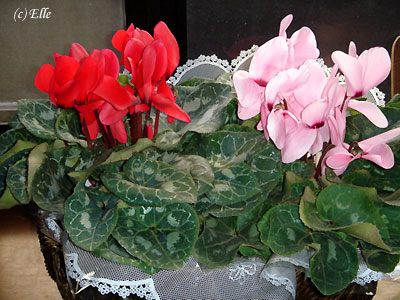 b0000801_949497.jpg