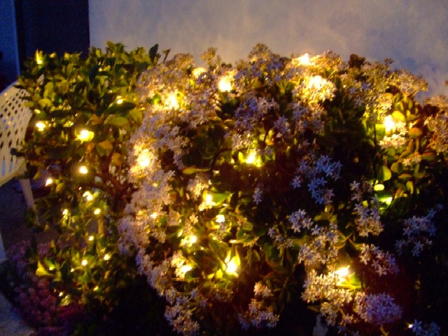c0062603_1130779.jpg