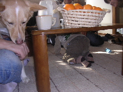 c0065643_2035575.jpg
