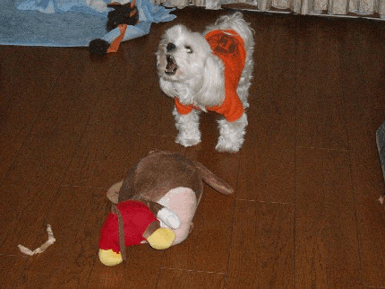 b0060071_2150224.gif