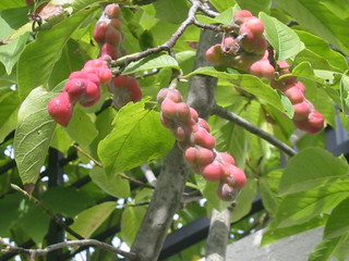 f0013998_17231612.jpg