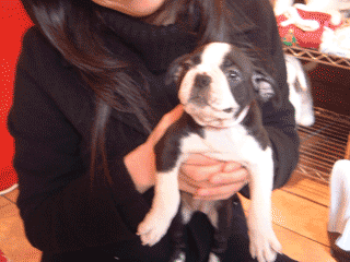 e0080117_1575325.gif