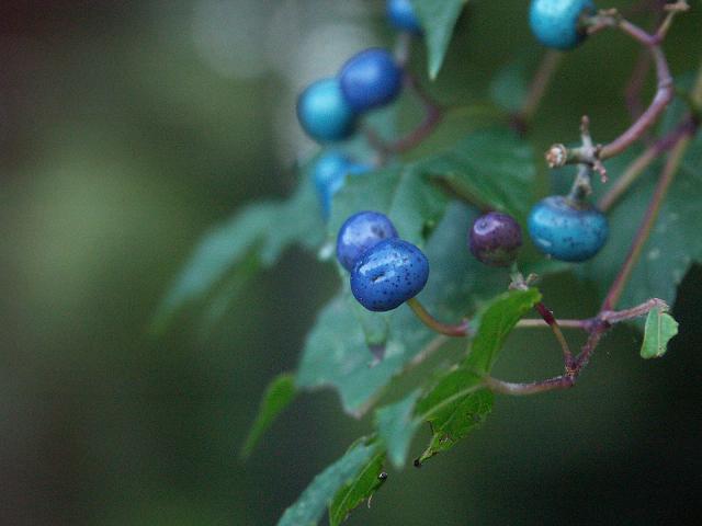 b0039226_182236.jpg