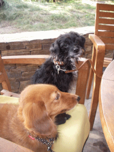 b0035453_15593017.gif