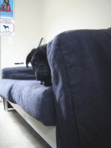 b0035453_1634272.gif