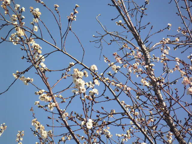b0060646_842552.jpg