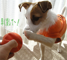 b0065067_23271419.gif