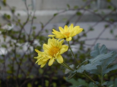 d0016179_22474020.jpg