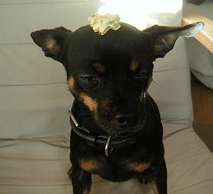 c0012571_17134622.gif