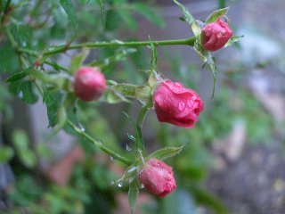 b0061107_166257.jpg