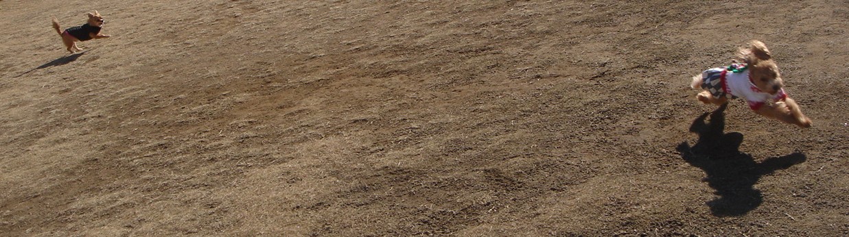 c0041207_1391378.jpg