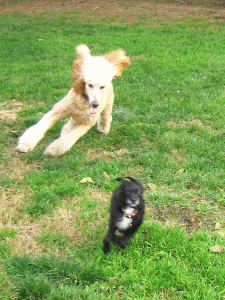 b0035453_1640599.gif