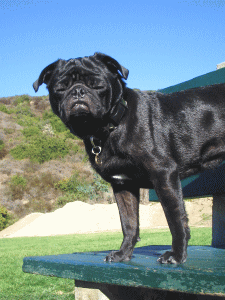 b0035453_16562522.gif