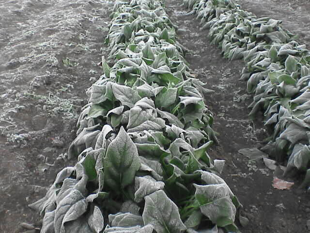 c0069380_13234129.jpg