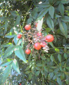 f0006980_22561355.jpg