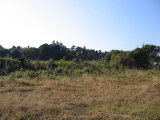 f0000350_0363582.jpg
