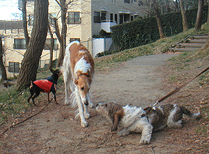 c0012571_1351895.gif