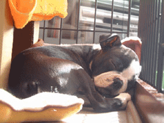 e0080117_18451059.gif