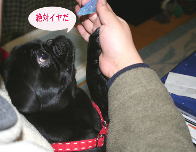a0051443_141669.jpg