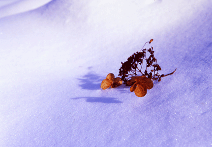 e0092467_17462097.gif