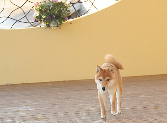 c0072370_20153835.jpg