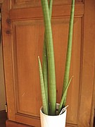 e0091804_862481.jpg