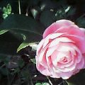 e0060807_0364365.jpg