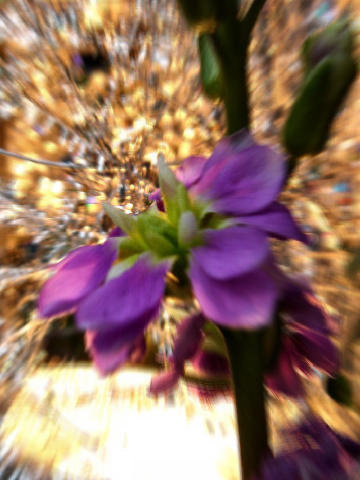 c0032138_16172876.jpg