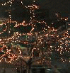 e0081184_1201852.gif
