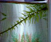 d0048332_8153870.jpg