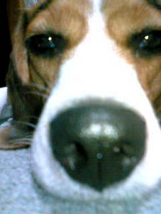 c0069552_1139133.jpg