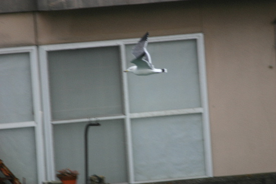 e0018678_1294699.jpg