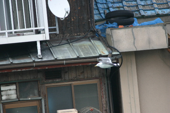 e0018678_130340.jpg