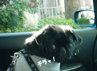 f0014371_8292021.gif