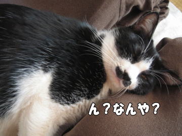 b0041182_1156122.jpg